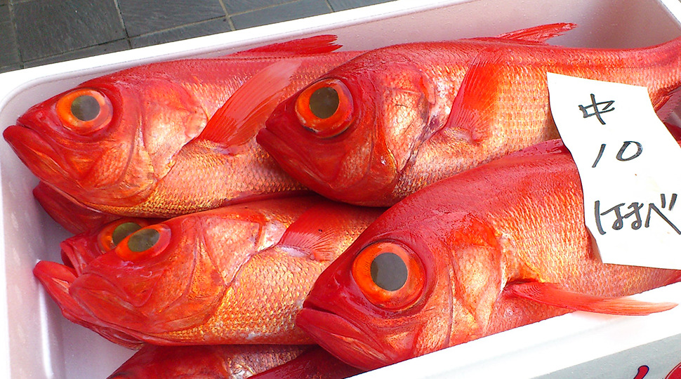 極上な稲取金目だけをその場で買い付けて使用