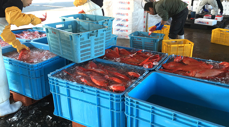 魚市場に出荷前の金目鯛を目利き