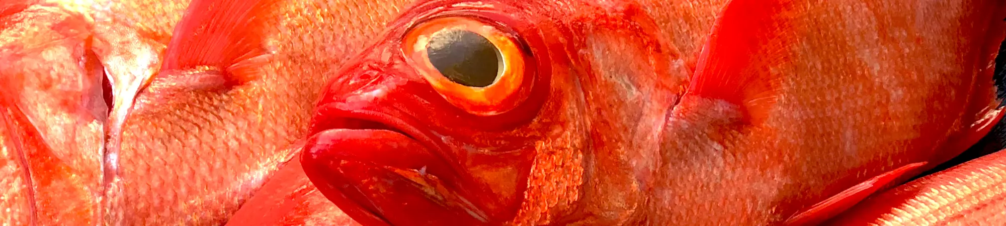 金目鯛お取り寄せ